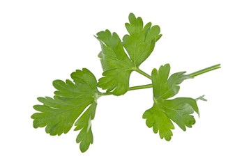 parsley on white background