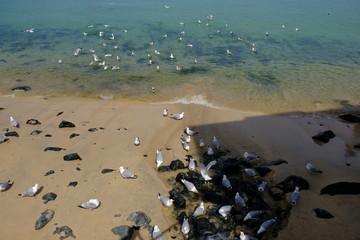 Obraz premium seagulls