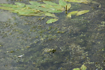 green frog in the river grass and water lilies