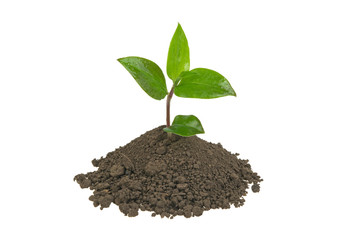 green sprout in a pile of soil on a white background