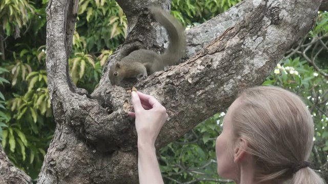 The young woman feeds with nuts common treeshrew in a tropical garden
