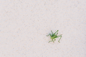 Grüne Heuschrecke auf der Hausmauer