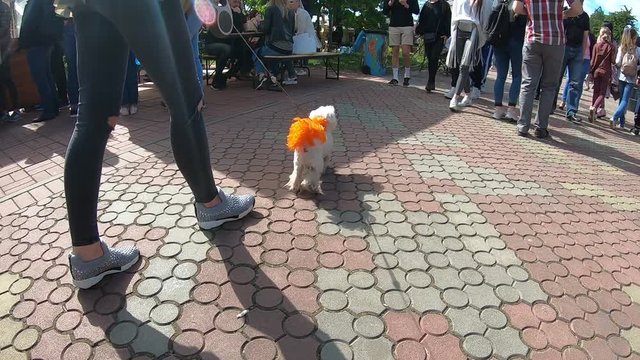 A funny dog with painted orange hair on a walk
