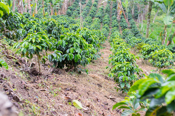 Fototapeta na wymiar Rows of coffee on a coffee plantation in Colombia