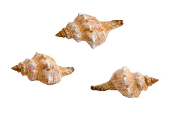 Sea shell sen from different angles, isolated on white © Liz