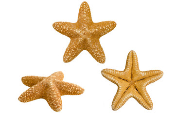 Starfish isolated on white, seen from different angles