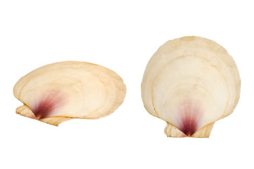 Sea shell sen from different angles, isolated on white © Liz