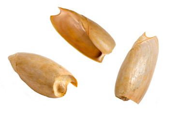 Sea shell sen from different angles, isolated on white © Liz