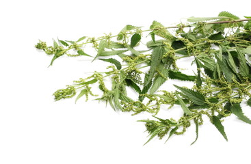 Common nettle isolated on white, Urtica dioica