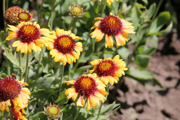 Yellow flowers of Gaillardia or blanketflower in garden