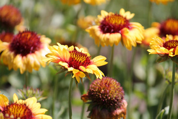 Yellow flowers of Gaillardia or blanketflower in garden