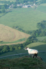 Obraz premium Lonely Sheep on a Mountain Top Looking Down the Valley in Peak District UK