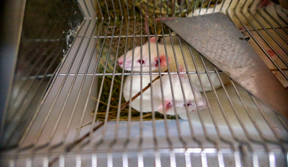 White laboratory mice animals with red eyes in cell 