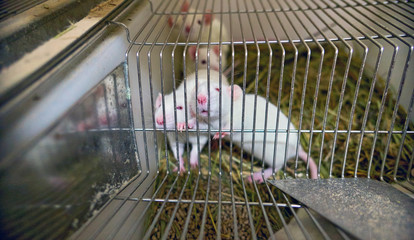 White laboratory mice animals with red eyes in cell 