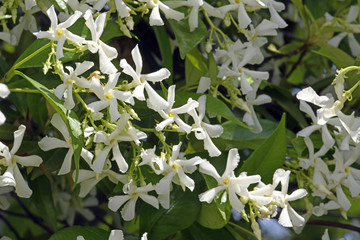 Jasminblüten des Sternjasmin (Trachelospermum jasminoides) - Chinesischer Sternjasmin