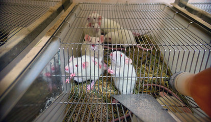 White laboratory mice animals with red eyes in cell 