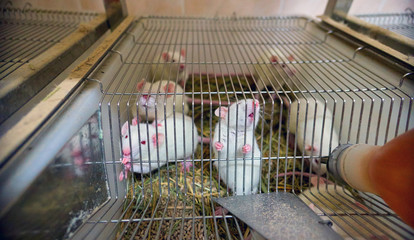 White laboratory mice animals with red eyes in cell 