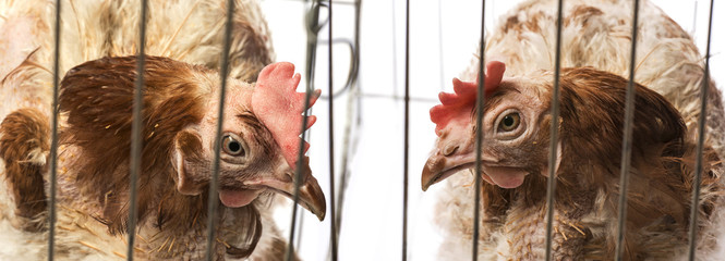 layers - hens from intensive  indoor farming - animal protection concept