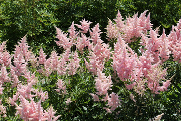 Astilbe with pink flowers in garden
