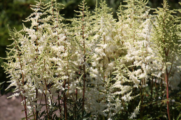 Astilbe with white flowers in garden