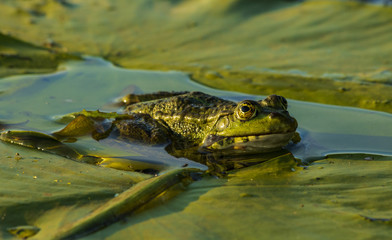 marsh toad on the leaves of a water lily