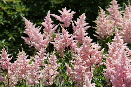 Astilbe with pink flowers in garden