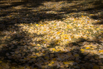 Yellow autumn tree leaves