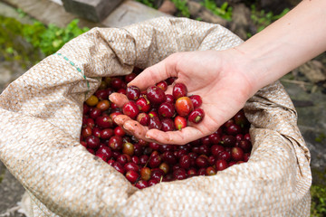 Red ripe coffee beans from bag in hands