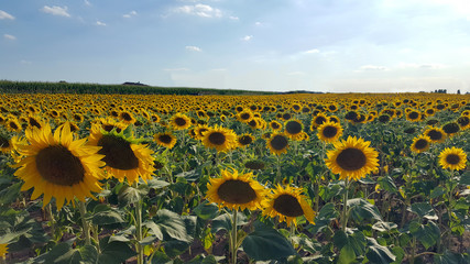Fototapeta premium Campo di girasoli