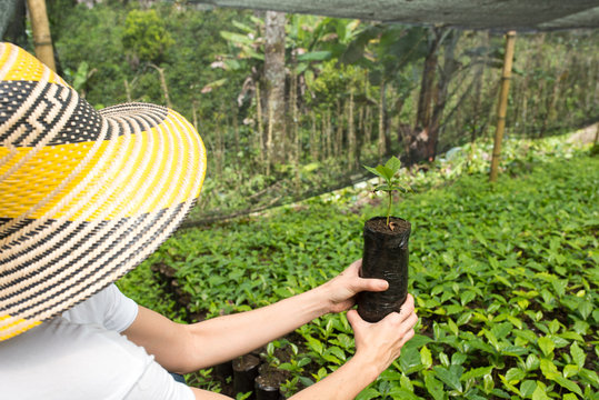 Farmer With Hat Holding A Young Coffee Plant In Two Hands