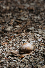 Weinbergschnecke auf Schotter am Waldweg