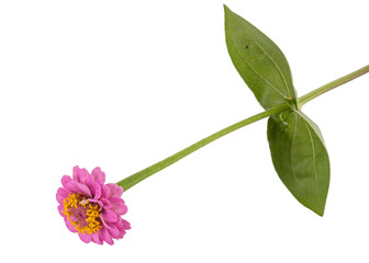 Flower of zinnia, isolated on white background