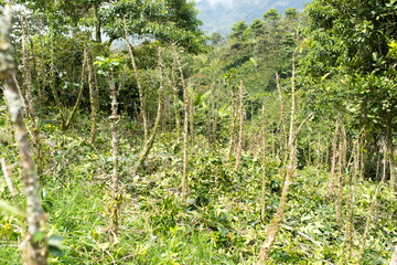 Fototapeta na wymiar Old coffee trees ready to be taken down renewed 