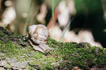 Weinbergschnecke auf Moos im Wald