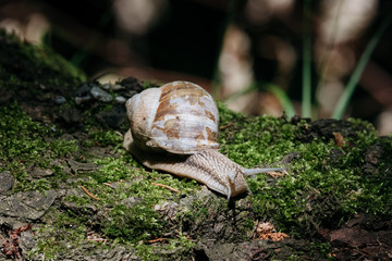 Weinbergschnecke auf Moos im Wald