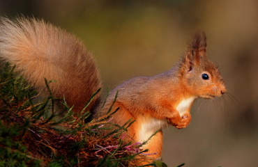 Red Squirrel