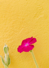 Magenta corncockle flower  isolated on yellow wall