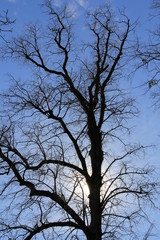 tree