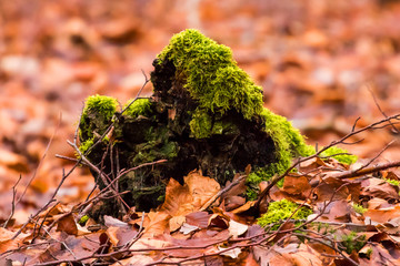 Souche Bryophyte - Mousse en forêt
