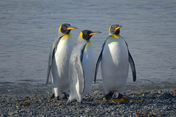 Obraz premium King Penguins, South Georgia Island, Antarctic