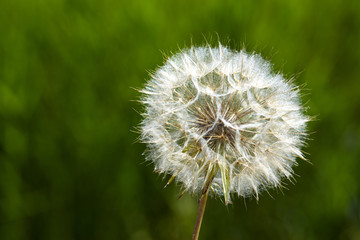 Closeup picture of Dandelion.