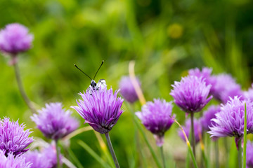 White butterfly on blossoming onions