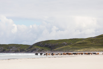 Barra Beach Cows