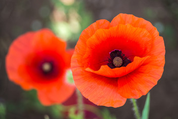 Wildflowers of the Pskov region. Poppies and wheat on the Russian fields.