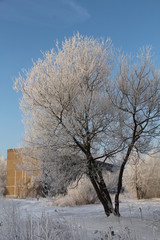 Winter Tree