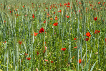 Wildflowers of the Pskov region. Poppies and wheat on the Russian fields.