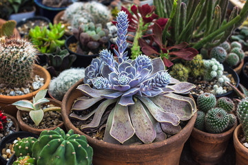 Collection of cactus and succulents plant in the garden. Small cactus and succulent in home garden.