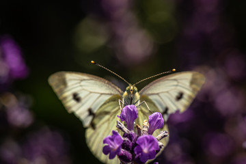 Butterfly on a lavender flower