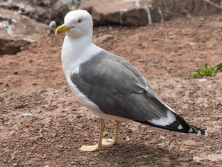 Fototapeta premium Close up view of nesting Lesser black-backed gull (Larus fuscus)