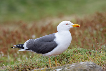 Side view of Lesser black-backed gull (Larus fuscus)